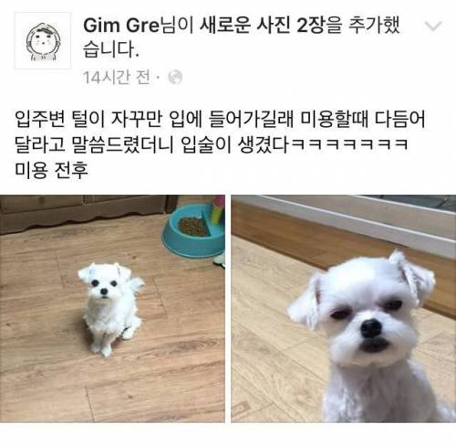 강아지 입 주변털이 자꾸 입에 들어가서 미용을 해줬더니