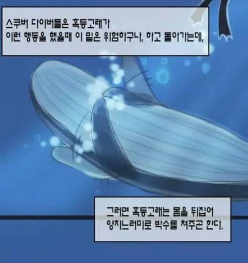 참견하는 동물 甲.jpg