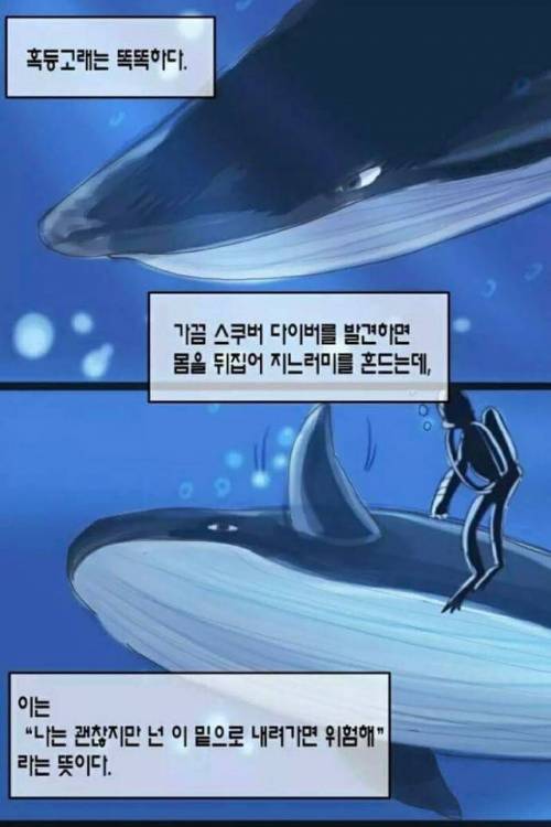 참견하는 동물 甲.jpg