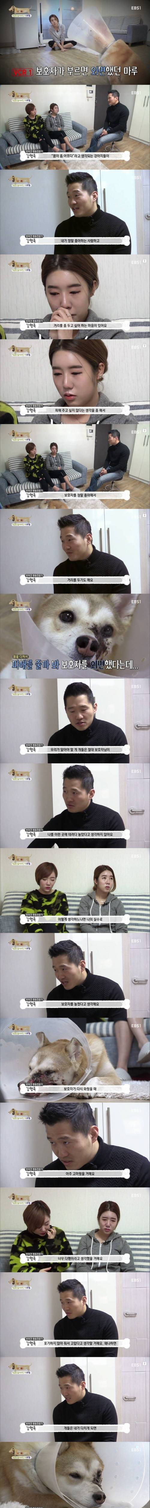 아픈 개가 주인을 피하는 이유