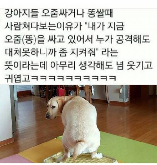 개들이 용변볼 때 주인을 보는 이유