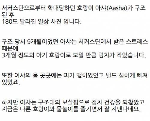 서커스단에서 구조된 9개월 호랑이.jpg