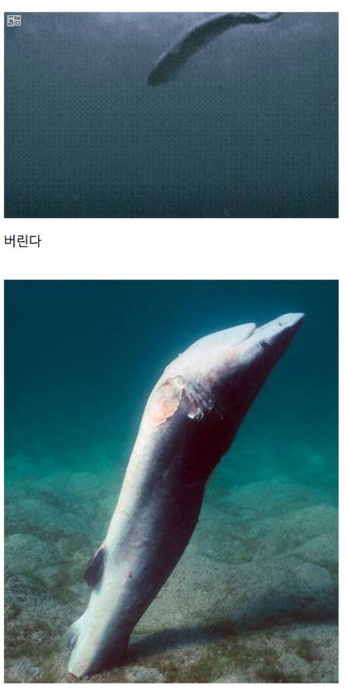 샥스핀이 식탁에 올라오는 과정