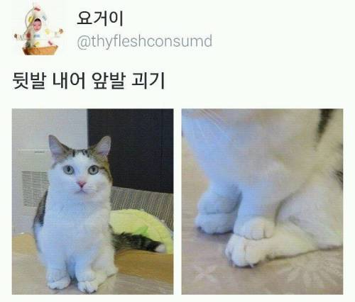 흔한 고양이의 개인기.jpg