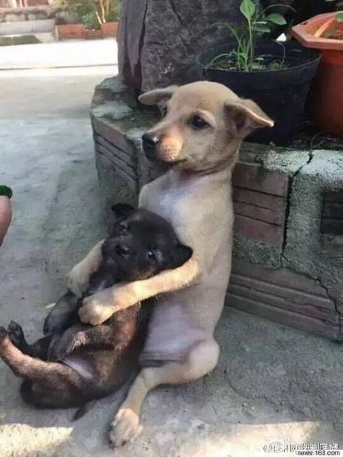 함께 거리를 떠돌던 강아지 두 마리가 서로를 안았다