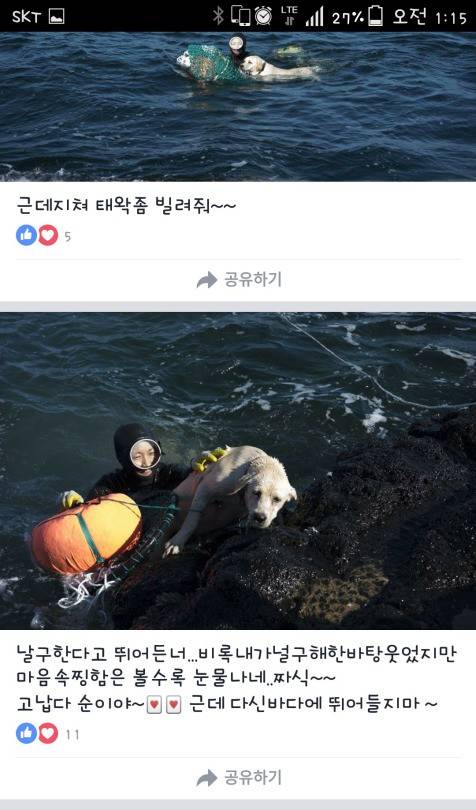 주인을 구하기 위해 바다에 뛰어든 개.jpg