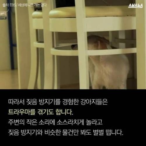 당신은 가족에게 전기 충격기를 달 수 있습니까?