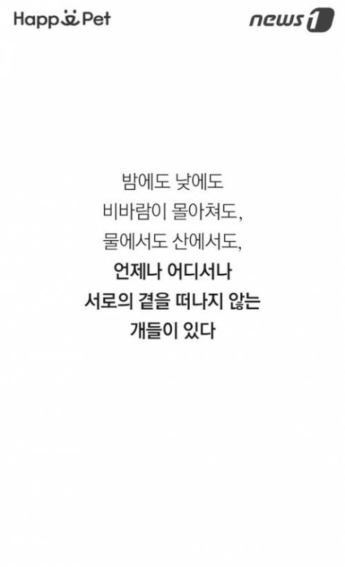 시각장애견과 유기견의 아름다운 동행.jpg