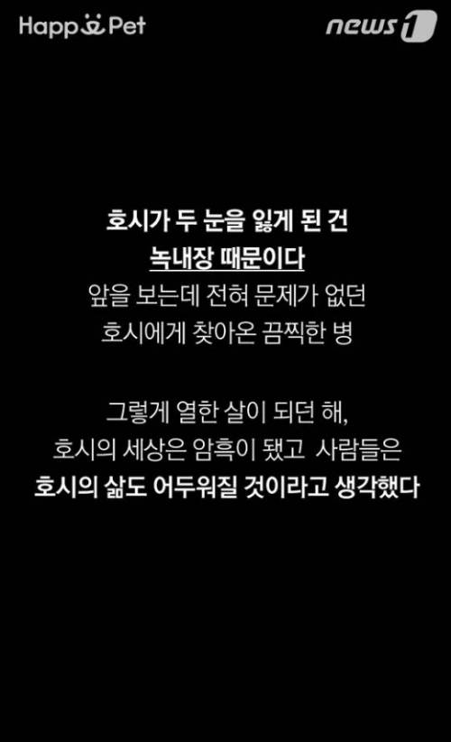 시각장애견과 유기견의 아름다운 동행.jpg