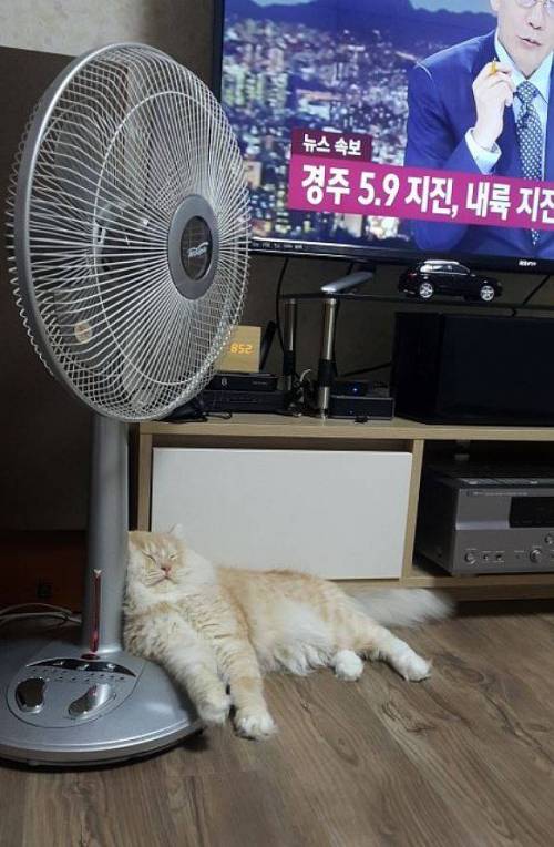 고양이가 지진에 민감하다는 증거.jpg