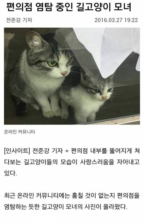 편의점 염탐 중인 길고양이 모녀.jpg