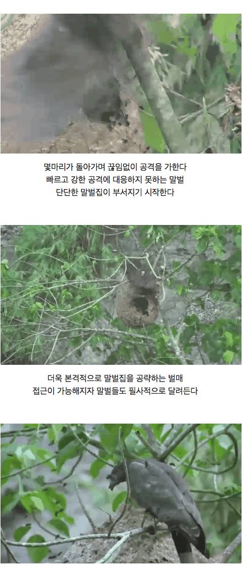 말벌의 천적.jpg