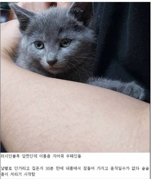 고양이 쌈박한 이름좀 지어줘 . jpg