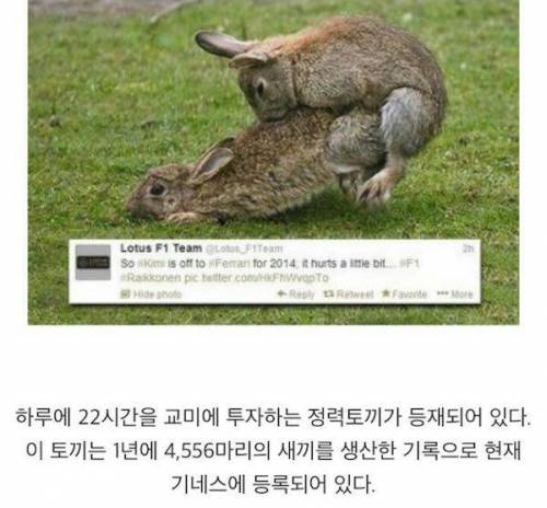 기네스북에 오른 토끼