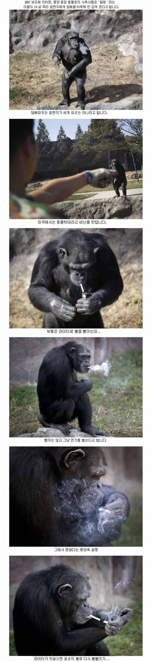 평양 동물원의 꼴초 침팬지.jpg