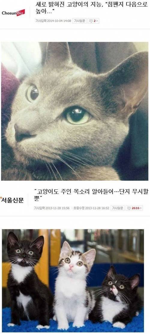 고양이 지능 재평가.jpg