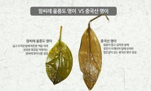 울릉도 명이나물 vs 중국산 명이나물