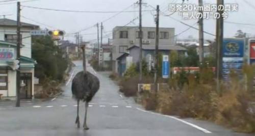 후쿠시마 원전 20km 근처	.jpg