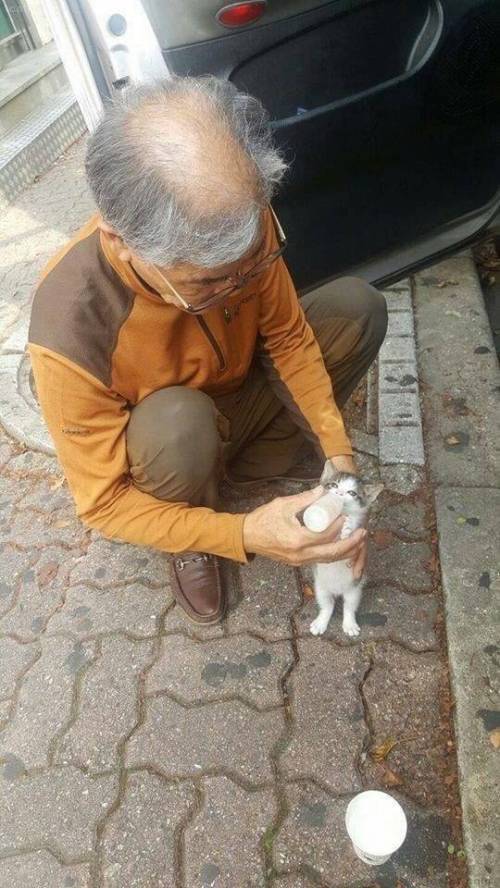 길 지나가다가 본 애기냥이 우유 먹이는 할아버지