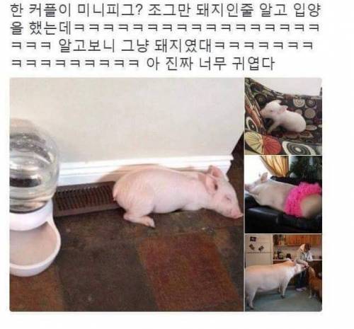 미니피그를 입양했는데....jpg