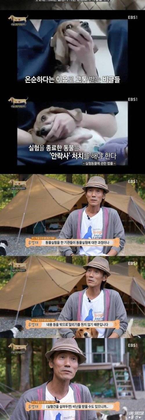 대부분 모르는 비글의 진실