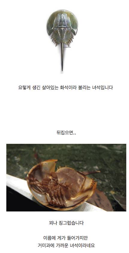 투구게에 대해서 알아보자