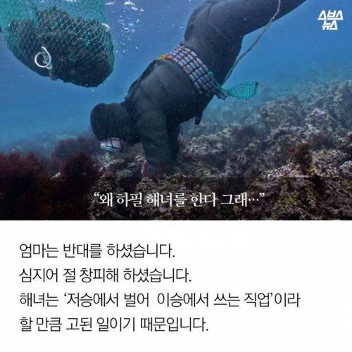 제주도 해녀가 된 어느 미용사 .jpg