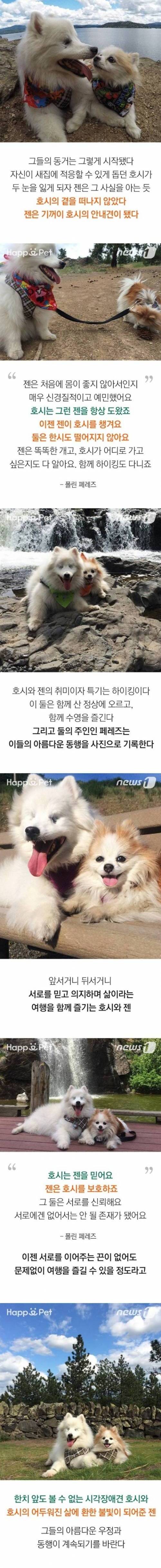 시각 장애견과 그의 등불이 되어준 친구