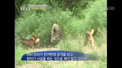 주인을 위해 목숨을 던진 충견