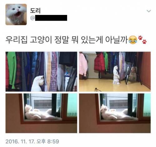 우리집 고양이 진짜 뭐 있는거 아닐까....