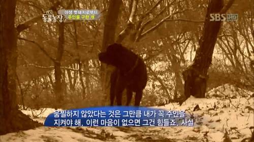 주인을 위해 목숨을 던진 충견