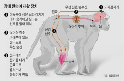 장애 원숭이 재활 장치.jpg