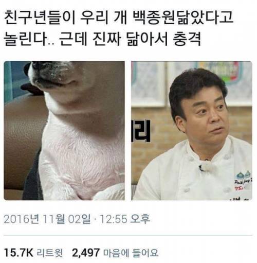 백종원 닮은개.jpg