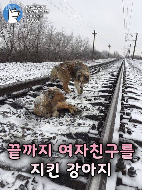 끝까지 여자 친구를 지킨 강아지.jpg