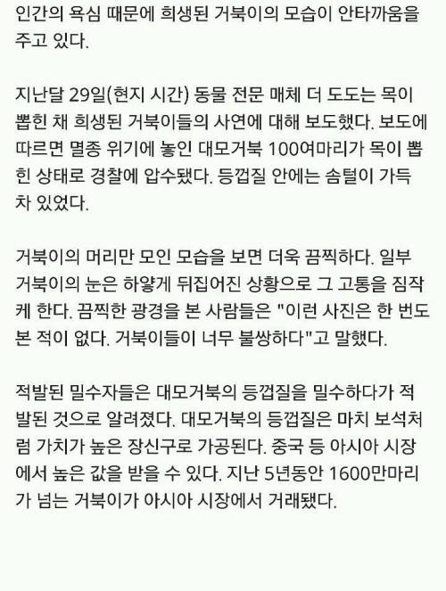 인간의 욕심 때문에 희생된 거북이들