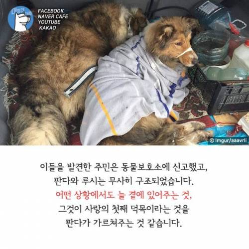 끝까지 여자 친구를 지킨 강아지.jpg