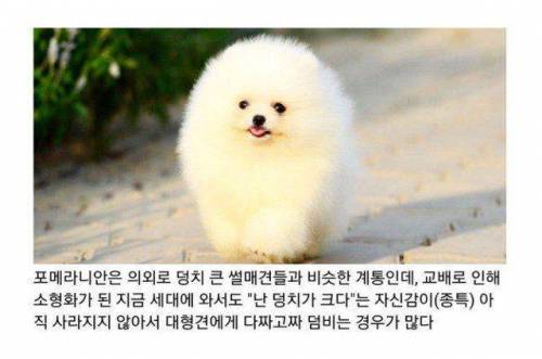 포메라이언이 승질 잘 부리는 이유