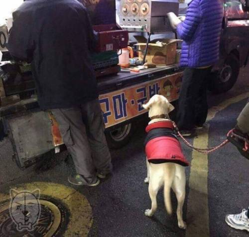 산책하다가 군고구마 사달라고 조르는 멍뭉이