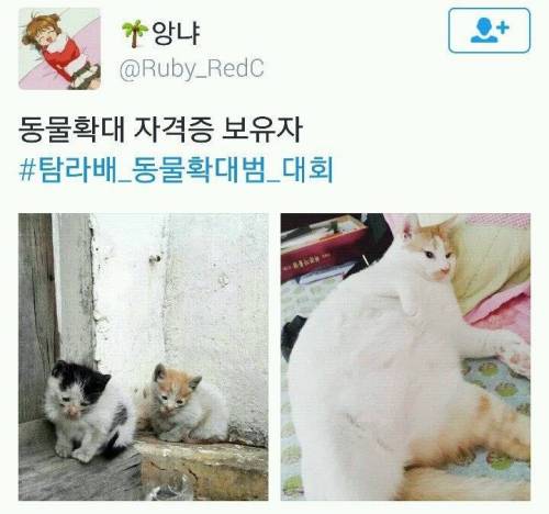 탐라배 동물 확대범 대회.twt