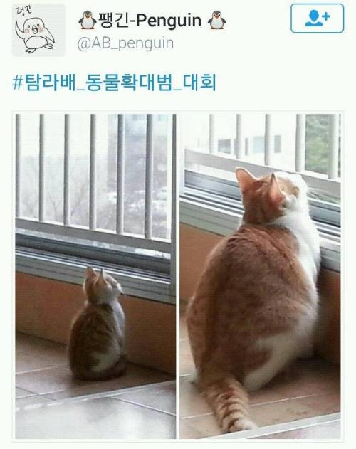 탐라배 동물 확대범 대회.twt