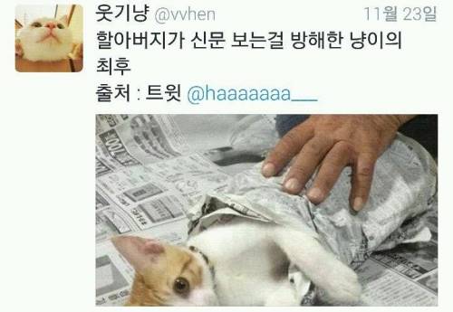 할아버지가 신문보는걸 방해한 냥이의 최후.twt