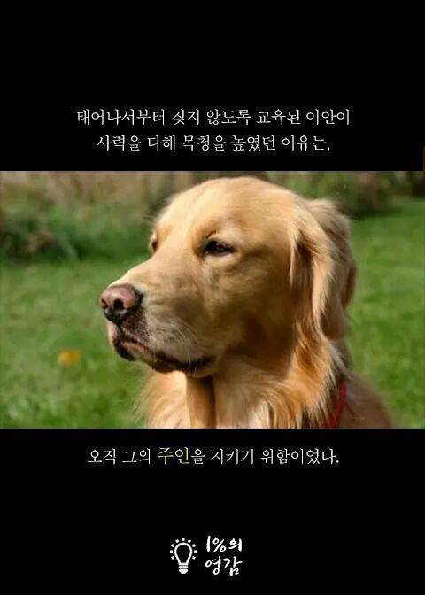 4년만에 처음 짖은 맹인 안내견 .jpg