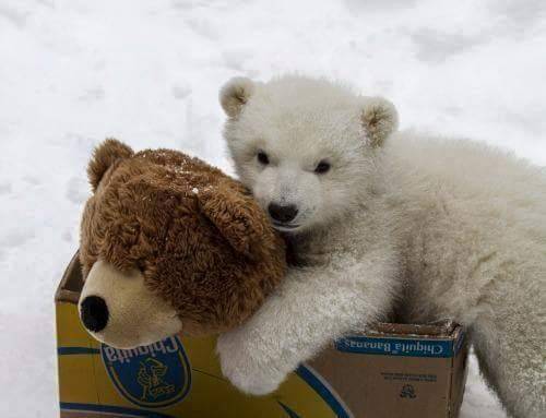 곰인형 만난 아기곰.JPG