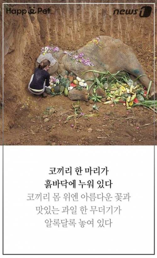 할머니 코끼리의 삶.jpg