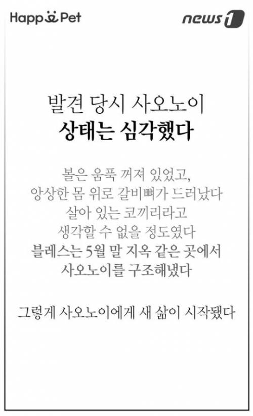 할머니 코끼리의 삶.jpg