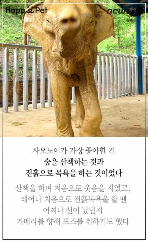 할머니 코끼리의 삶.jpg