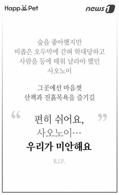 할머니 코끼리의 삶.jpg