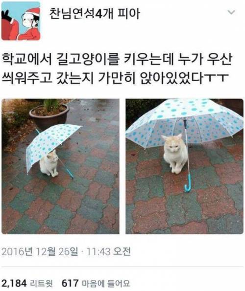 낭만고양이.jpg