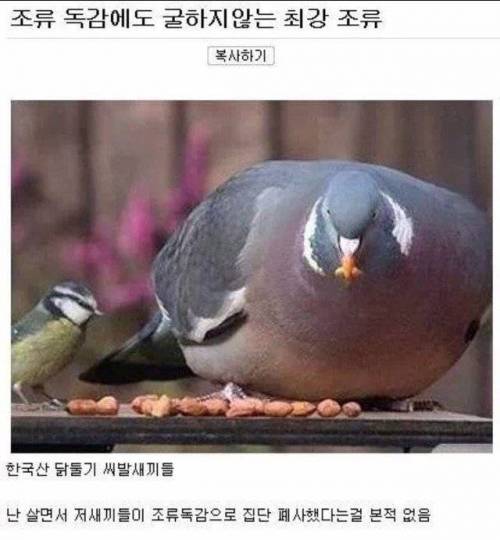 조류 독감에도 끄떡 없는 최강 조류