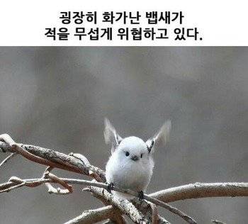 굉장히 화가난 뱁새.jpg